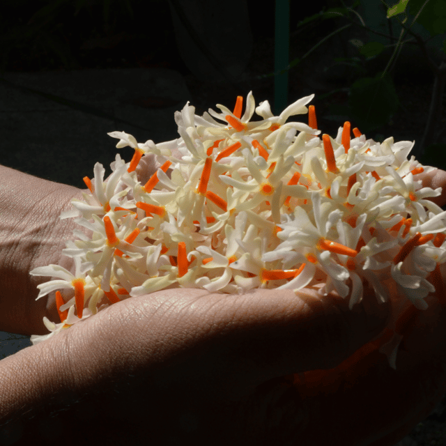 Harsingar / Parijat / Night Jasmine Flower Seeds (Pack Of - 10 Seeds)