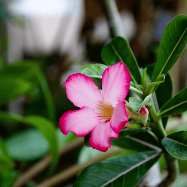 Adenium Obesum Mix Flower Seeds (Pack Of - 10 Seeds)