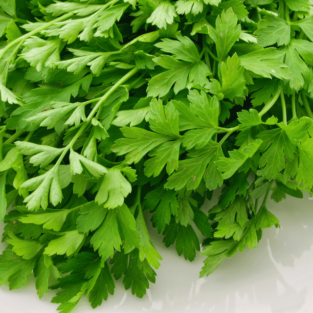 Organic (Desi) Coriander Seeds(Pack Of - 200 Seeds)