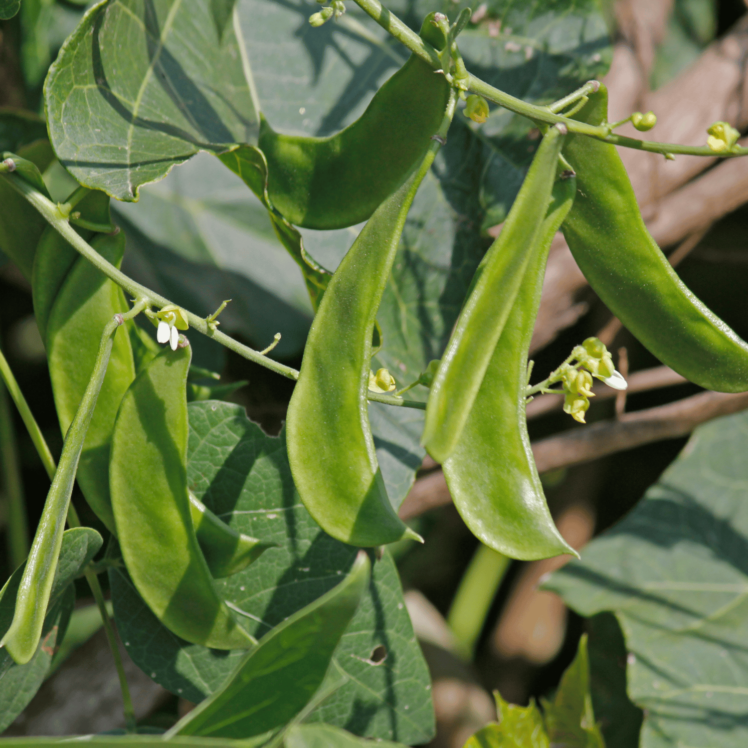 Organic (Desi) Sem Phali/ Lima Beans/ Lablab Seeds(Pack Of -15 Seeds)