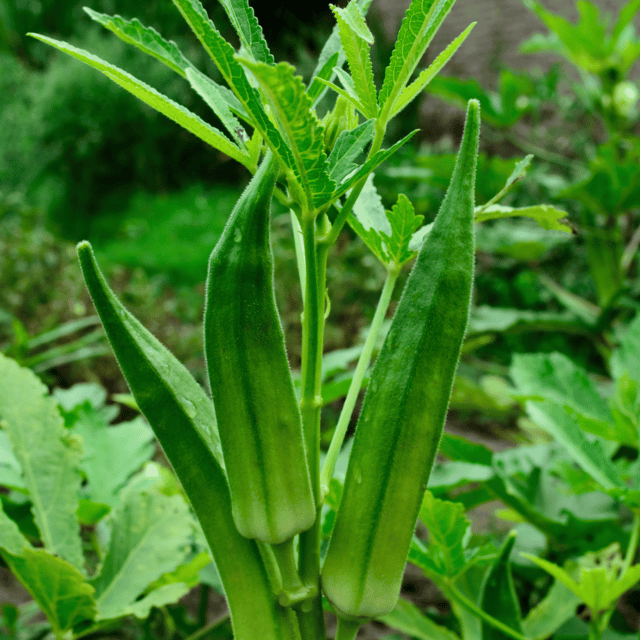 Organic (Desi) Bhindi / Lady Finger Seeds(Pack Of - 30 Seeds)