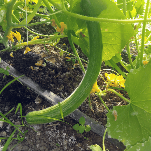 Organic (Desi) Kakri/Kakdi Long Melon – Armenian Cucumber Seeds (Pack of 40)