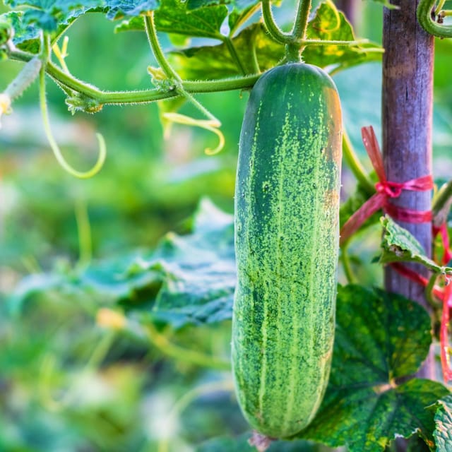 Organic (Desi) Cucumber/Kheera Seeds(Pack Of - 40 Seeds)
