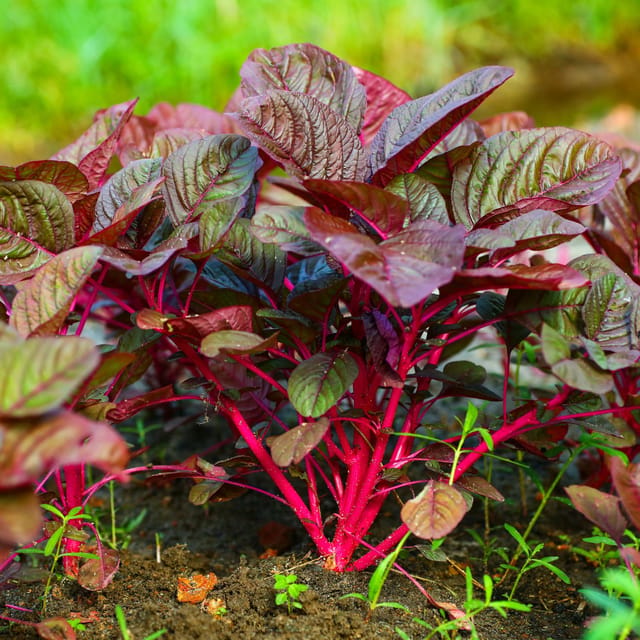Organic (Desi) Red Spinach Seeds(Pack Of - 200 Seeds)
