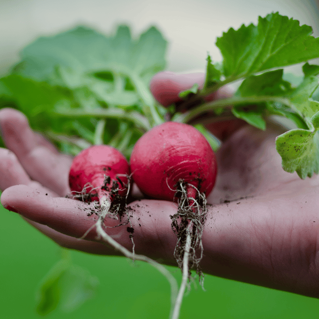 Organic (Desi) Turnip Red Seeds(Pack Of - 50 Seeds)- Shaljam