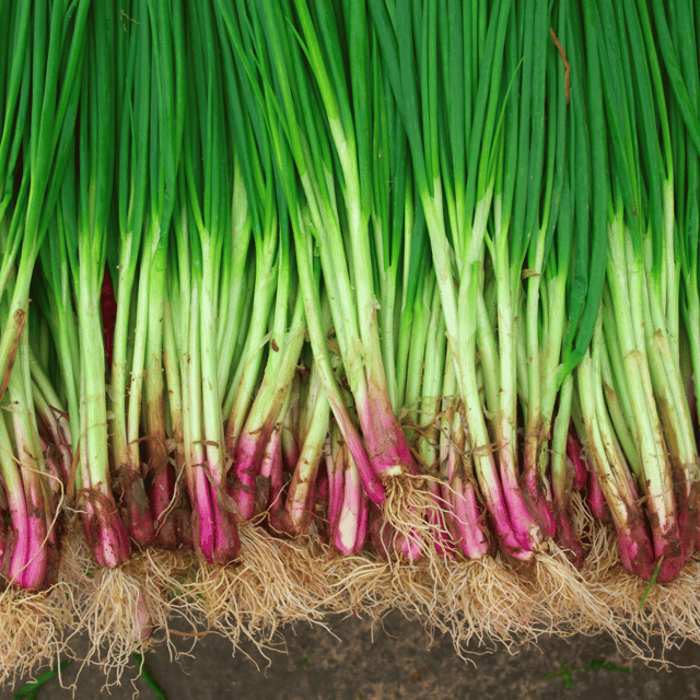 Organic (Desi) Onion Seeds(Pack Of - 50 Seeds)
