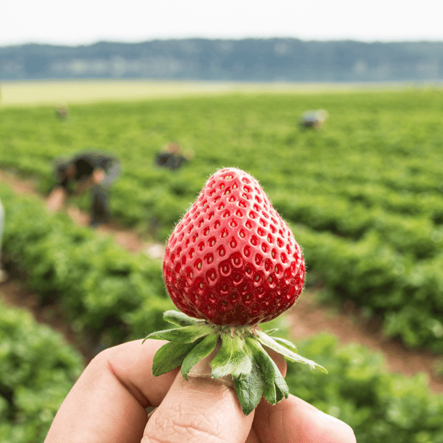 Organic (F3 Hybrid) Strawberry Seeds(Pack Of -100 Seeds)