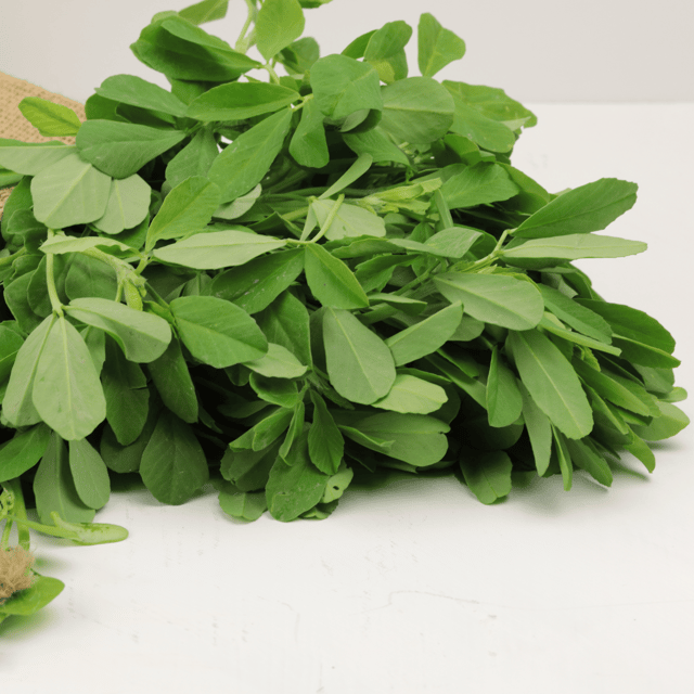 Organic (F3 Hybrid) Methi / Fenugreek Leaves Seeds(Pack Of - 200 Seeds)