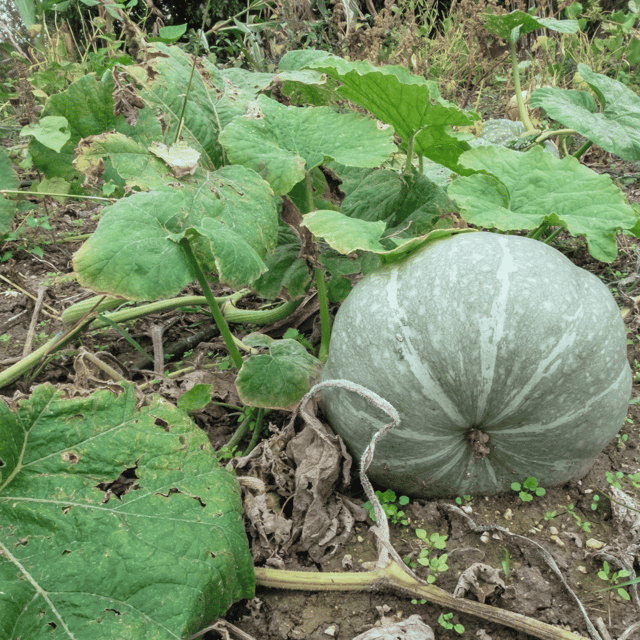 Organic (F3 Hybrid) Pumpkin(Green) Seeds(Pack Of - 12 Seeds)