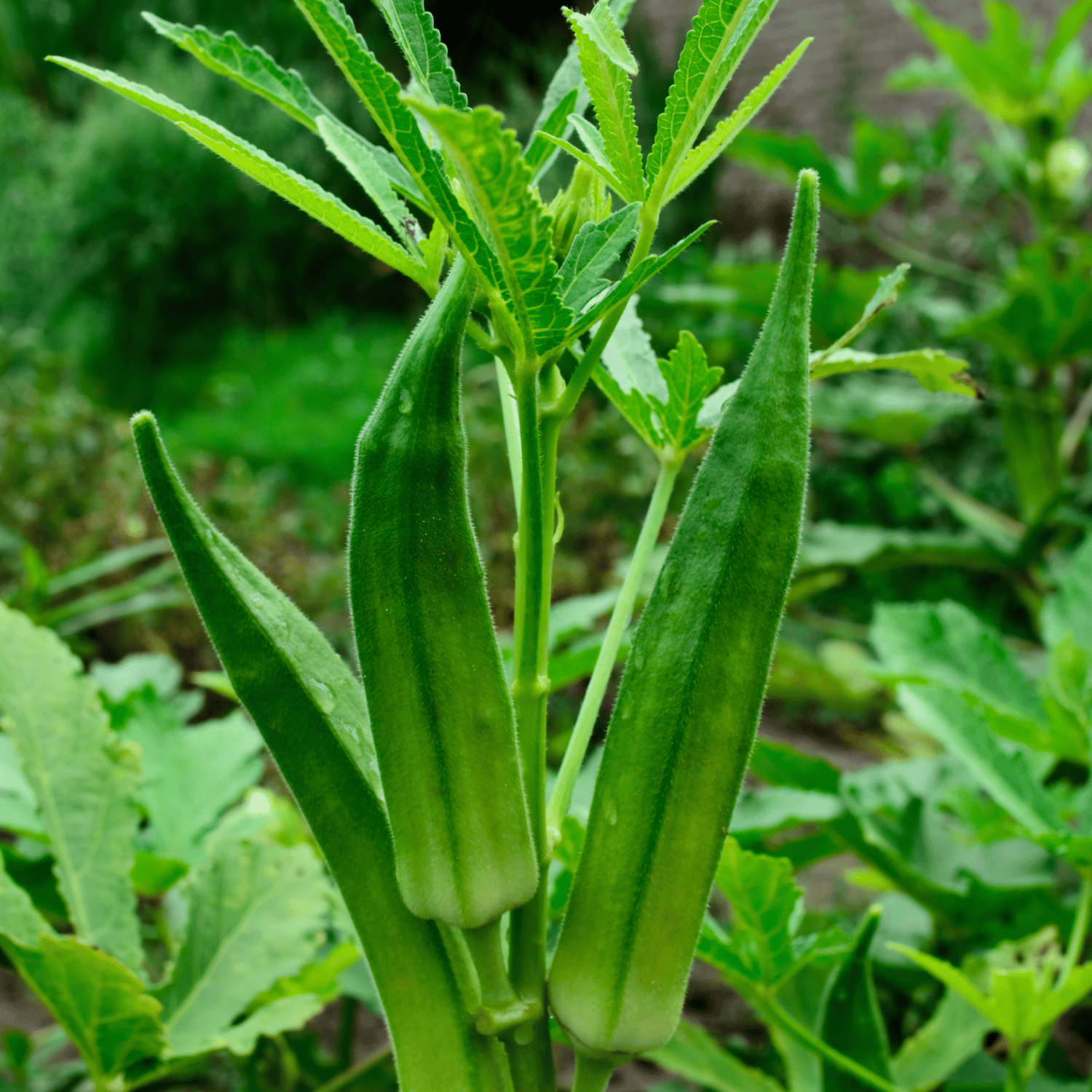 Organic (F3 Hybrid) Bhindi / Lady Finger Seeds(Pack Of - 30 Seeds)