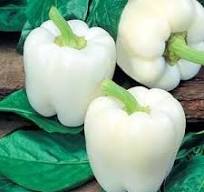 Organic (F2 Hybrid) Capsicum (White) Seeds(Pack Of - 20 Seeds)
