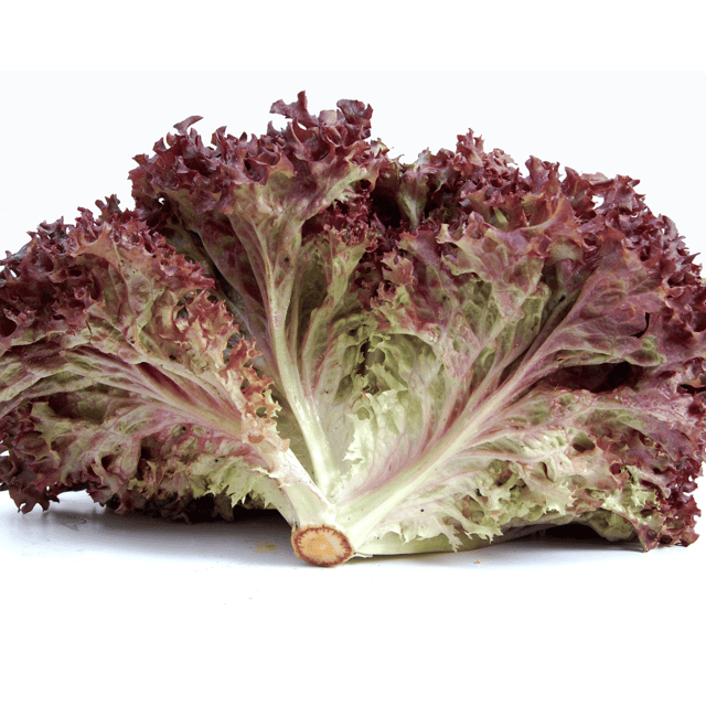 Organic (F2 Hybrid) Lettuce Red Seeds(Pack Of - 40 Seeds)