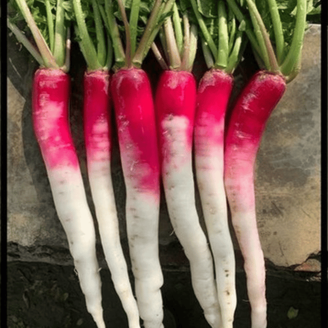Organic (F2 Hybrid) Radish (Half Red-Half White)  Seeds(Pack Of - 50 Seeds)