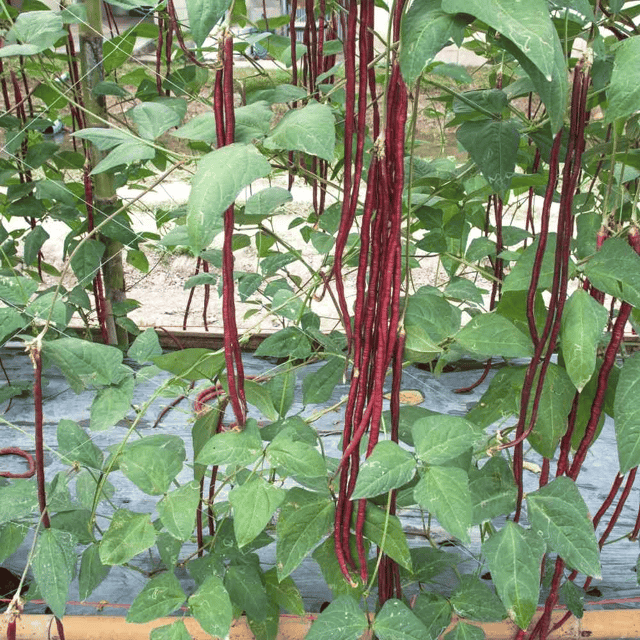 Organic (F2 Hybrid) Lobia-Red Seeds(Pack Of - 20 Seeds)