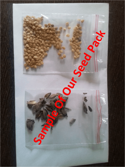 Organic (F2 Hybrid) Black Carrot Seeds  -(Pack Of - 50 Seeds)