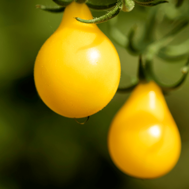 Organic (F2 Hybrid) Tomato Pear (Yellow) Seeds(Pack Of - 40 Seeds)
