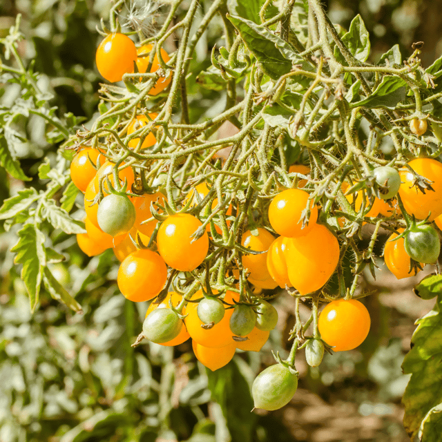 Organic (F2 Hybrid) Cherry Tomato (Yellow) Seeds (Pack Of - 40 Seeds)