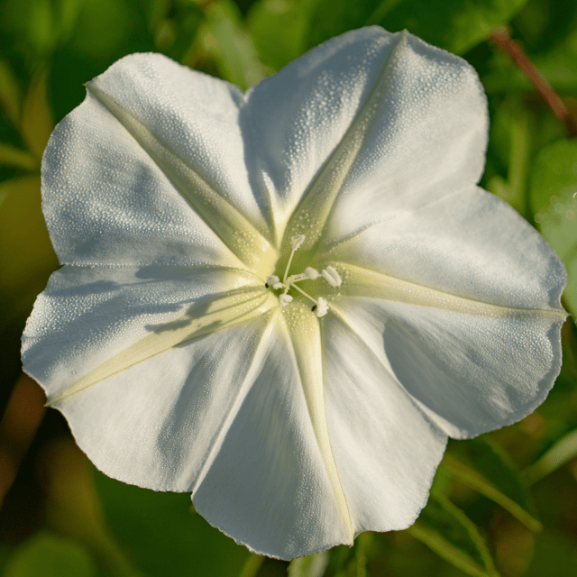 Moon Flower / Night Glory Flower Seeds (Pack Of - 10 Seeds)