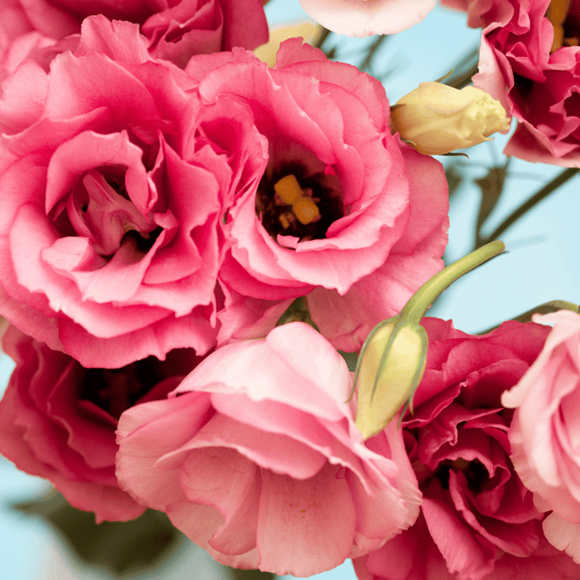 Lisianthus (Pink) Flower Seeds (Pack Of 10 Seeds)