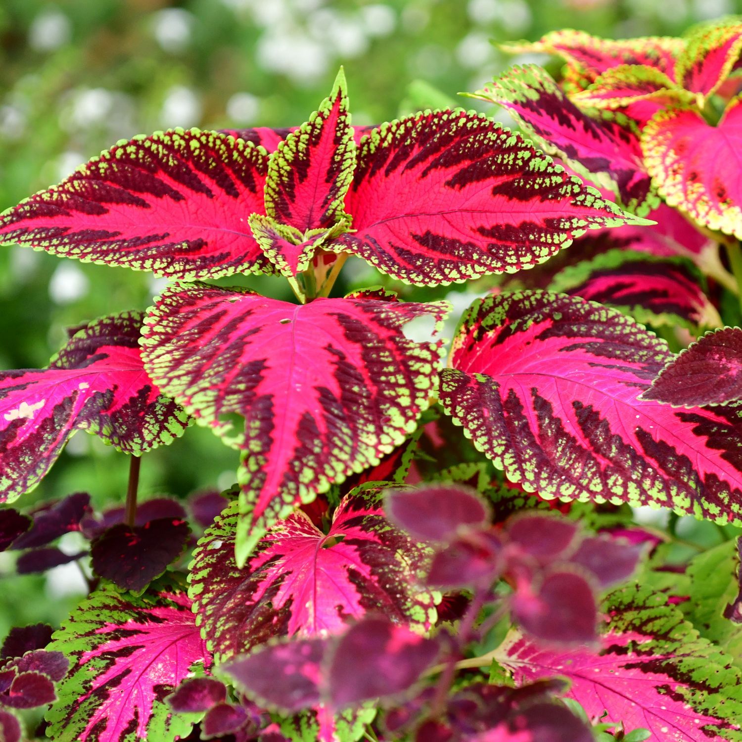Coleus Mix Indoor Plant Seeds (Pack Of - 20 Seeds)