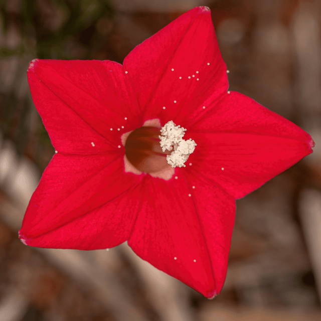Cypress Vine Flower Seeds (Pack Of - 20 Seeds)