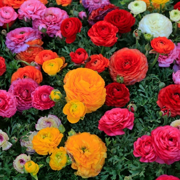 Ranunculus Flower Bulbs Mixed Colors