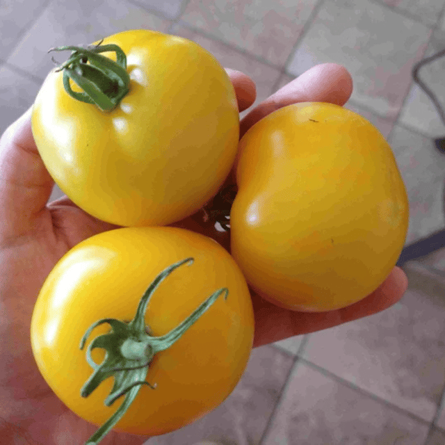 Tomato Oblate Yellow Vegetable Seeds (PACK OF 30)