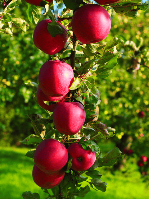 Kashmiri Apple Seeds – Premium 15 Seeds Pack