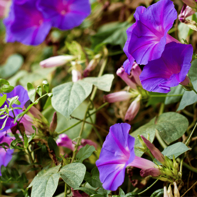 Morning Glory Purpel Flower Seeds (Pack Of 15-20 Seeds)
