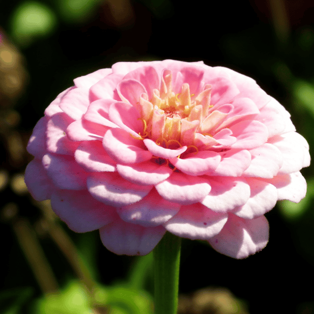 Zinnia Pink Flower Seeds (Pack Of 25 Seeds)