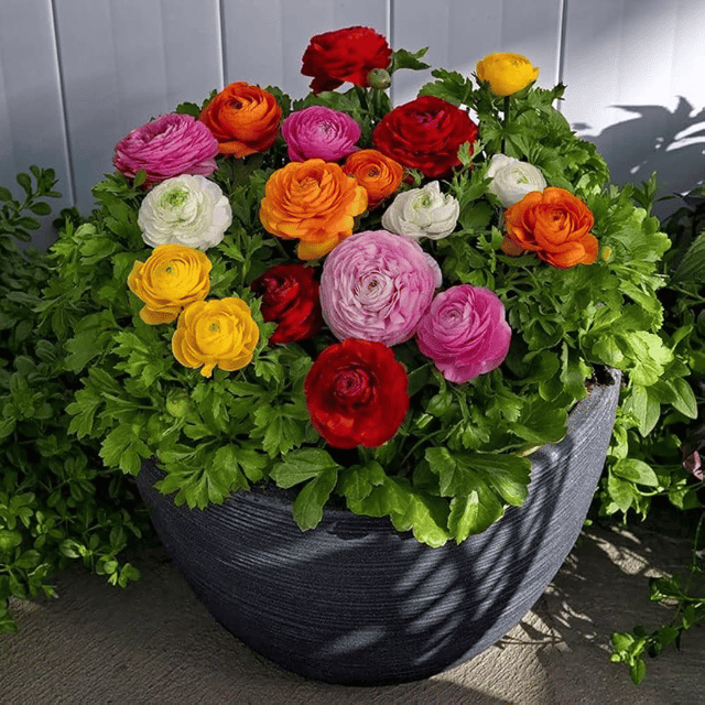 Rananculus Bloomingdale Mix Flower Seeds –F1 Hybrid (Pack of 5 Seeds)