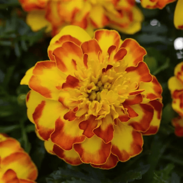 Marigold Flame Flower Seeds –F1 Hybrid (Pack of 10 Seeds)