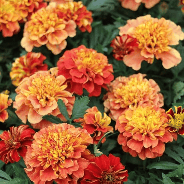 Marigold Strawberry Mix Flower Seeds –F1 Hybrid (Pack of 10 Seeds)