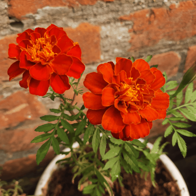 Marigold Dark Red Flower Seeds –F1 Hybrid (Pack of 10 Seeds)