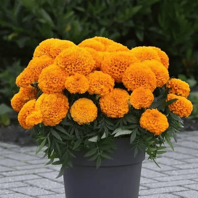 Big Orange Marigold Flower Seeds –F2 Hybrid (Pack of 30 Seeds)