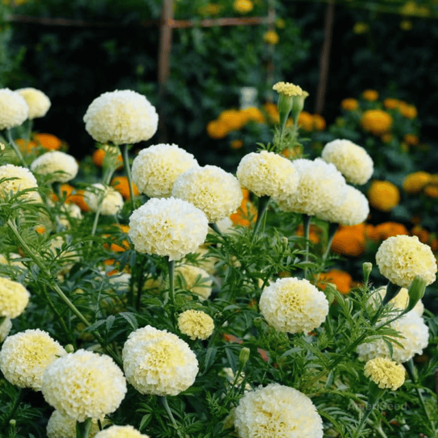 Marigold White Flower Seeds –F1 Hybrid (Pack of 10 Seeds)