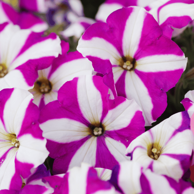 Petunia Star Mix Flower Seeds –F2 Hybrid (Pack of 80-90Seeds)