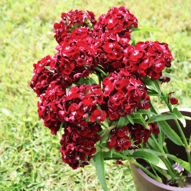 Dianthus Black Cherry Flower Seeds –F2 Hybrid (Pack of 30-40 Seeds)