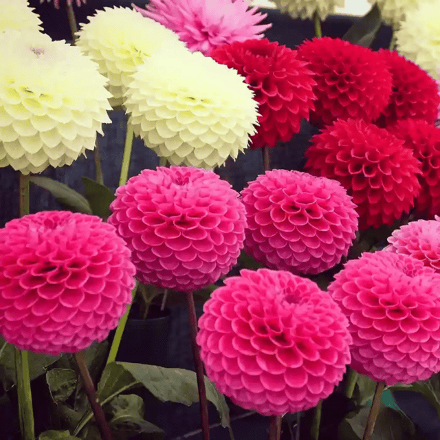 Dahlia Bambino Mix Flower Seeds –F2 Hybrid (Pack of 10 Seeds)