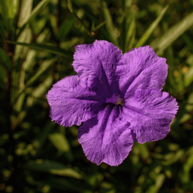 Petunia Violet Flower Seeds –F2 Hybrid (Pack of 100 Seeds)