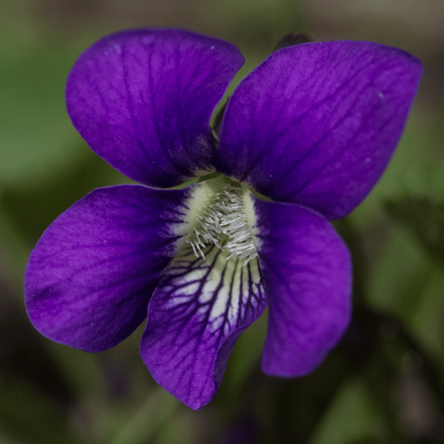 Pansy Purple Flower Seeds –F2 Hybrid (Pack of 20 Seeds)