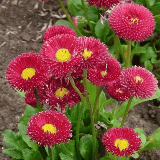 Daisy Red Bellis Flower Seeds – F2 Hybrid (Pack of 50 Seeds)