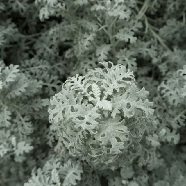 Cineraria Silver Dust Seeds – F2 Hybrid (Pack of 30 Seeds)