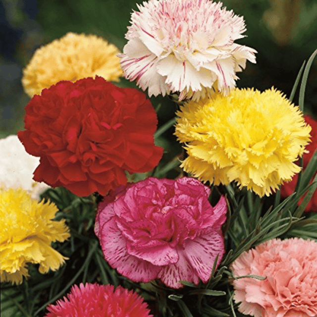 Carnation Giant Mixed Flower Seeds – F2 Hybrid (Pack of 40 Seeds)