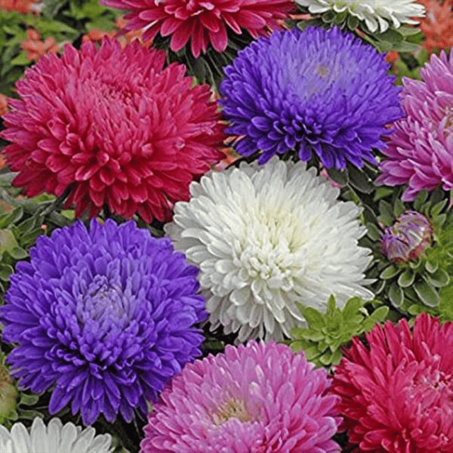 Aster Mixed Flower Seeds – F2 Hybrid (Pack of 50 Seeds)