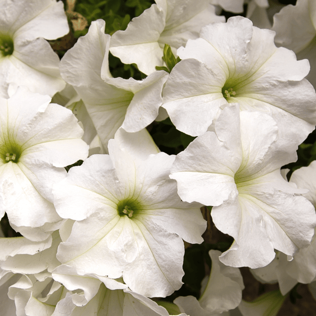 Petunia White Flower Seeds – F3 Hybrid (Pack of 100 Seeds)