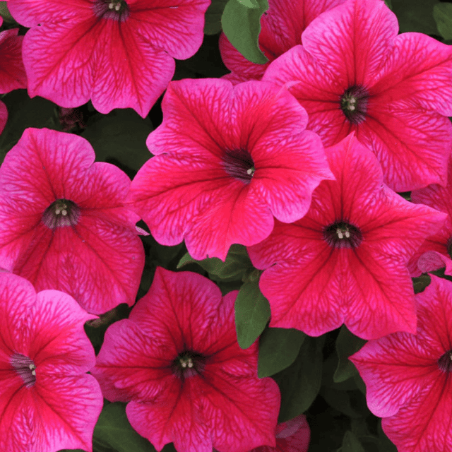 Petunia Pink Flower Seeds – F3 Hybrid (Pack of 100 Seeds)