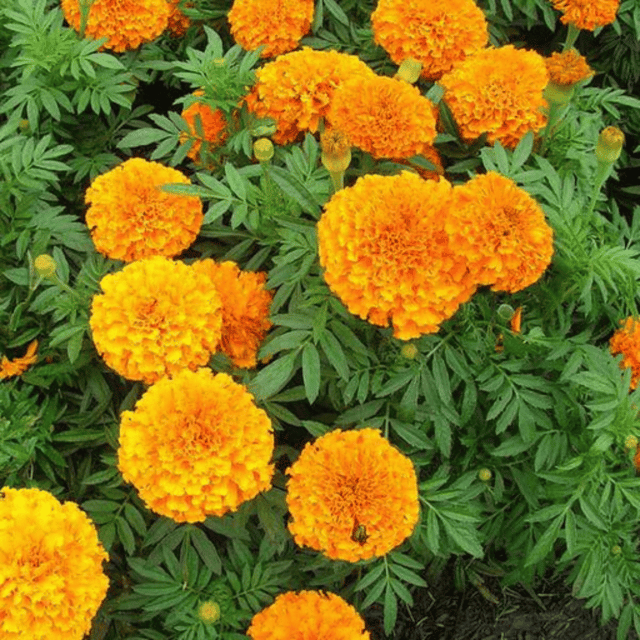 Marigold Navrangi Flower Seeds – F3 Hybrid (Pack of 60 Seeds)