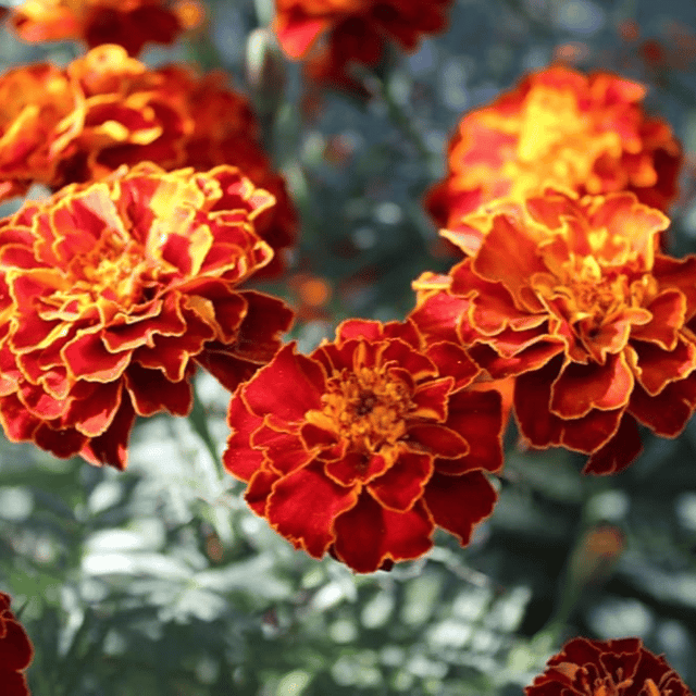 Marigold Gul Jafri Flower Seeds – F3 Hybrid (Pack of 60 Seeds)