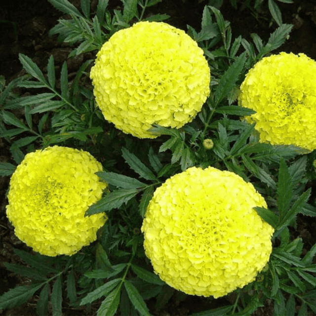 Marigold Pusa Basanti Flower Seeds – F3 Hybrid (Pack of 60 Seeds)